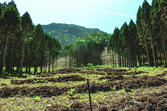 抜き伐りした箇所の植栽準備地拵完了